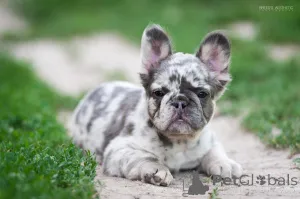 Дополнительные фото: Французкий бульдог мерле