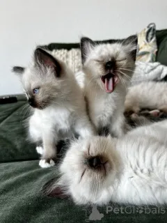 Фото №1. священная бирма - купить в Клей за 41745₽. Объявление №166318