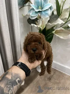 Фото №2 к объявлению №156680 о продаже пуделя (той) - купить в Сербии 