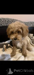 Фото №4. Продажа мальтийскую болонку, пуделя (карликового), мальтипу в Париже заводчик - цена 204088₽