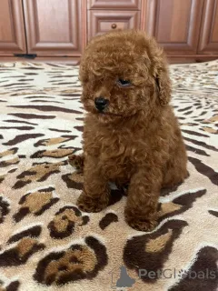 Дополнительные фото: Toy poodle puppies