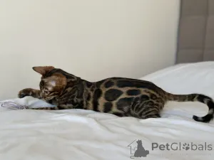 Дополнительные фото: Шикарный Бенгальский мальчик в разведение