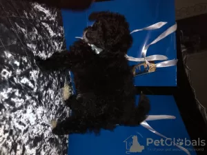 Дополнительные фото: Toy Poodles