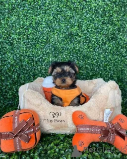 Фото №2 к объявлению №160054 о продаже йоркширского терьера - купить в Германии 