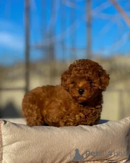 Фото №2 к объявлению №155844 о продаже пуделя (той) - купить в Германии заводчик