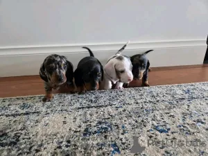 Фото №1. такса - купить в Хельсинки за 139151₽. Объявление №163148