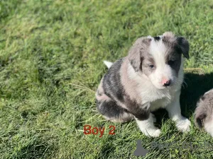 Фото №2 к объявлению №152376 о продаже бордер-терьера - купить в США заводчик
