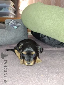 Фото №4. Продажа бивер-йоркширского терьера, йоркширского терьера в Хельсинки частное объявление, из питомника, заводчик - цена 60299₽