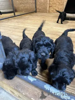 Фото №1. португальская водяная собака - купить в Амстердам за 62908₽. Объявление №163883