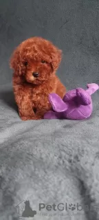 Дополнительные фото: Трое мальчиков Той пудель (Toy poodle, zwergpudel, pudl toy) FCI