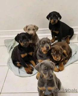 Дополнительные фото: Urocze szczenięta dobermana do adopcji