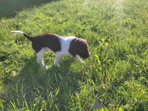 Фото №4. Продажа оттерхаунда в Белграде  - цена договорная