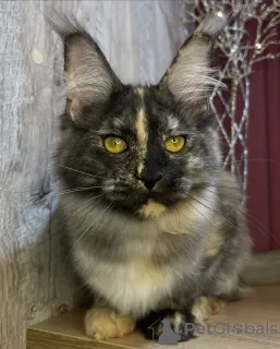 Дополнительные фото: Мейн-кун