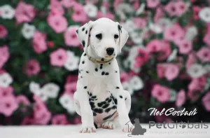 Дополнительные фото: Изысканные Dalmatian Puppies Champion Champion Bloselines, готовые к любящим