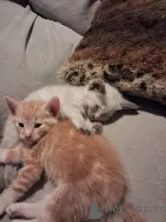 Фото №3. Котята Noorse Boskat te koop. Нидерланды