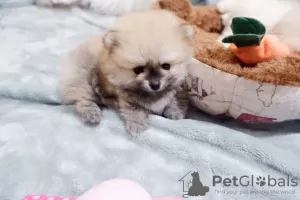 Дополнительные фото: Beautiful Pomeranian Puppies Girls