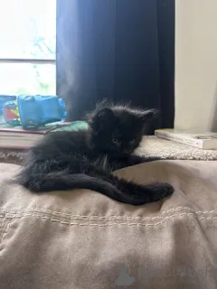 Фото №4. Продам мейн-куна в 9, двойные косяки  - цена 5914₽