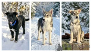 Фото №1. беспородная - купить в Москова за Бесплатно. Объявление №166395