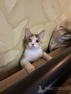 Фото №2 к объявлению №162927 о продаже  - купить в России частное объявление