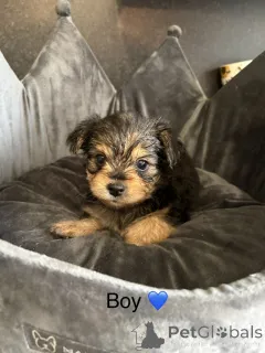 Дополнительные фото: Потрясающий помет Чорки