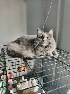 Дополнительные фото: Грейс, чьё имя означает Благодать, ищет свой дом.