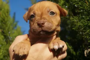 Дополнительные фото: Питомник LOVELY HEARTS, щенки питбультерьера спортивного разведения