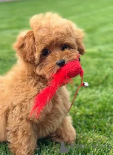 Фото №1. пудель (той) - купить в Лондонский район Камден за договорная. Объявление №155038