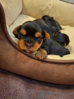 Дополнительные фото: Täysiveriset yorkshirenterrierin pennut