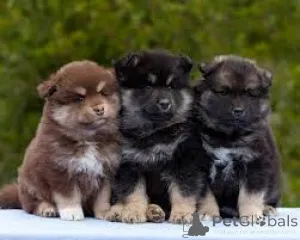 Фото №3. suomenlapinkoiranpentuja valmiina uusiin koteihin.  Финляндия