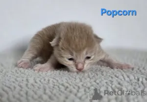 Дополнительные фото: Курильский бобтейл