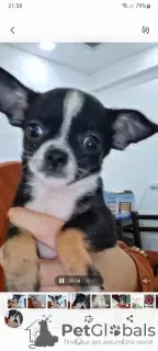 Дополнительные фото: Mini Chihuahuas