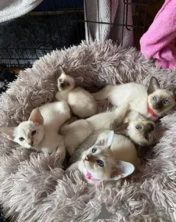 Фото №1. сиамская - купить в Варшаве за 46384₽. Объявление №140165