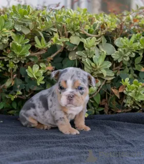 Фото №1. английский бульдог - купить в Вена за 67401₽. Объявление №161267