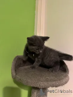 Дополнительные фото: Очаровательные британские короткошерстные котята