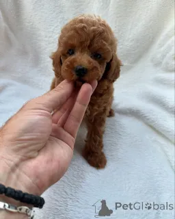 Фото №2 к объявлению №147259 о продаже пуделя (королевского) - купить в Австралии заводчик