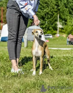 Фото №1.  - купить в Чебоксарах за 50000₽. Объявление №9180