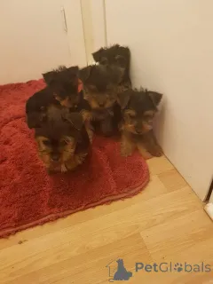 Фото №1. йоркширский терьер - купить в Франкфурт за 37107₽. Объявление №149045