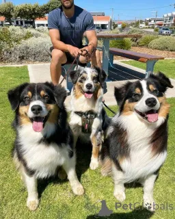 Фото №1. австралийская овчарка - купить в Brownshwayg за 69575₽. Объявление №161351