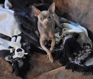 Фото №1.  - купить в Берлине за 46384₽. Объявление №147157