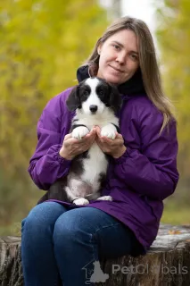 Фото №4. Продажа вельш-корги в Санкт-Петербурге из питомника - цена 45000₽