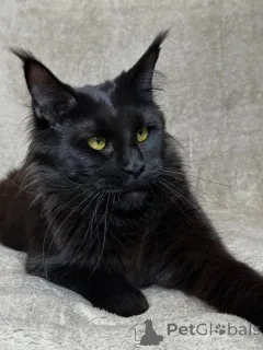 Фото №3. Встречайте Ориона смелого, величественного и полного сердца. Маленький король,. Нидерланды