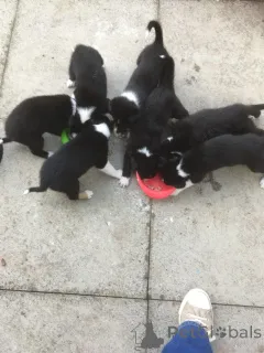 Дополнительные фото: Щенки бордер-колли