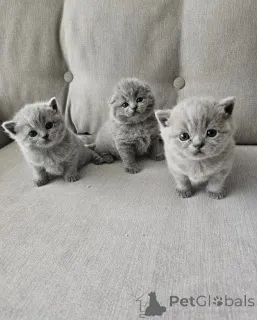 Фото №3. Симпатичные очаровательные британские короткошерстные котята доступны для. Германия