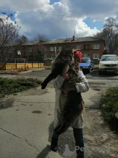 Дополнительные фото: Котята мейн кун