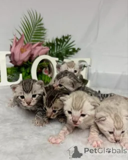 Фото №1. бенгальская - купить в Баден за 69575₽. Объявление №152766