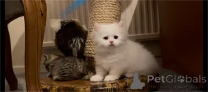 Фото №1. манчкин - купить в Бонн за 32468₽. Объявление №154212