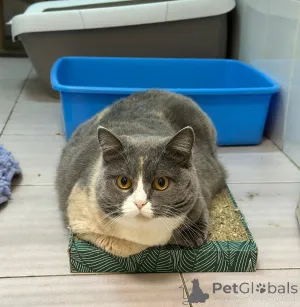 Фото №3. Кошка Феня метис шотландской ждет заботливых хозяев. Россия