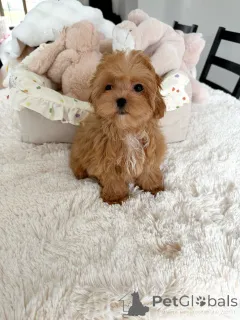 Фото №2 к объявлению №165534 о продаже мальтипу - купить в Германии частное объявление, заводчик