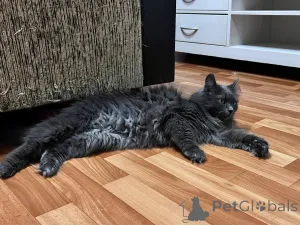 Фото №2 к объявлению №157487 о продаже  - купить в Беларуси частное объявление