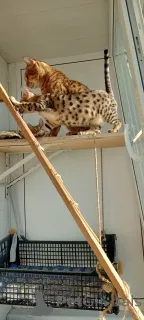 Дополнительные фото: Savannа f6